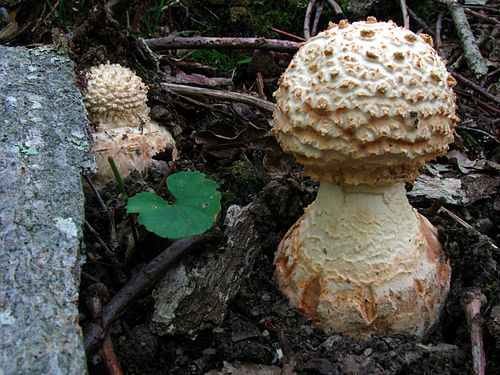 Amanita daucipes